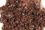 Glittering, Ruby Red Vanadinite Crystals on Barite - Morocco #233973-2